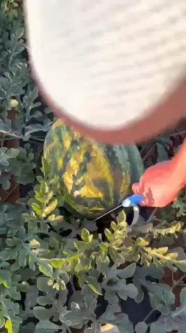 Видео объявления: Арбуз сорт Сармат, Волгоградская область