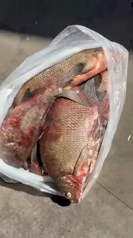 Видео объявления: 🔥 ЛЕЩ ОСОБО КРУПНЫЙ ИКРЯНОЙ СЕВЕРНЫЙ В НАЛИЧИИ!, Краснодарский край