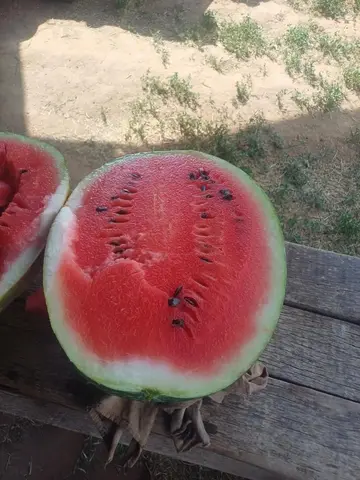 Фото объявления: 🍉 🍉🍉🍉🍉🍉🍉🍉, Волгоград