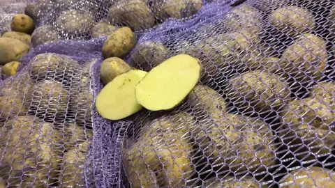 Фото объявления: Картофель «Коломбо» в продаже, Рязань, изображение 3