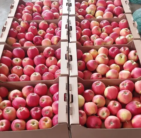 Фото объявления: Продам яблоко Гала, калибр 80+ -6 тн - цена 65 руб, калибр 60+ - 1 тн- цена 45 руб. Белгородская обл. скрыт…