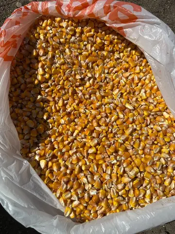Фото объявления: Кукуруза 🌽, Кропоткин