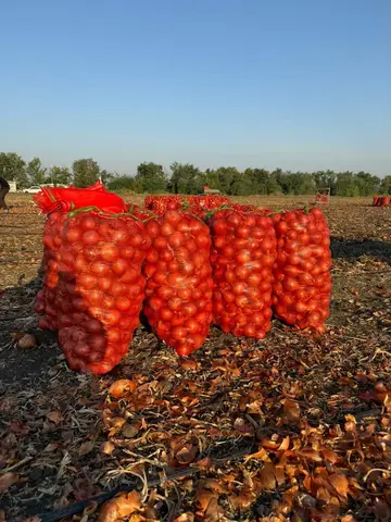 Фото объявления: Лук репчатый, Ростов-на-Дону